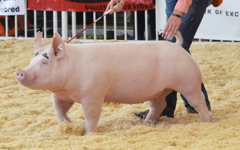 Assassin's Littermate - Denton Sanders Champion Cross POints Gilt Iowa Circuit 5th Div 2 WPX